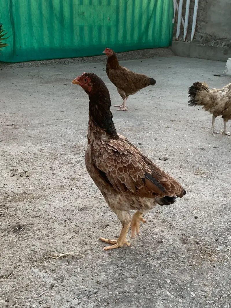 Aseel Female — photo 5