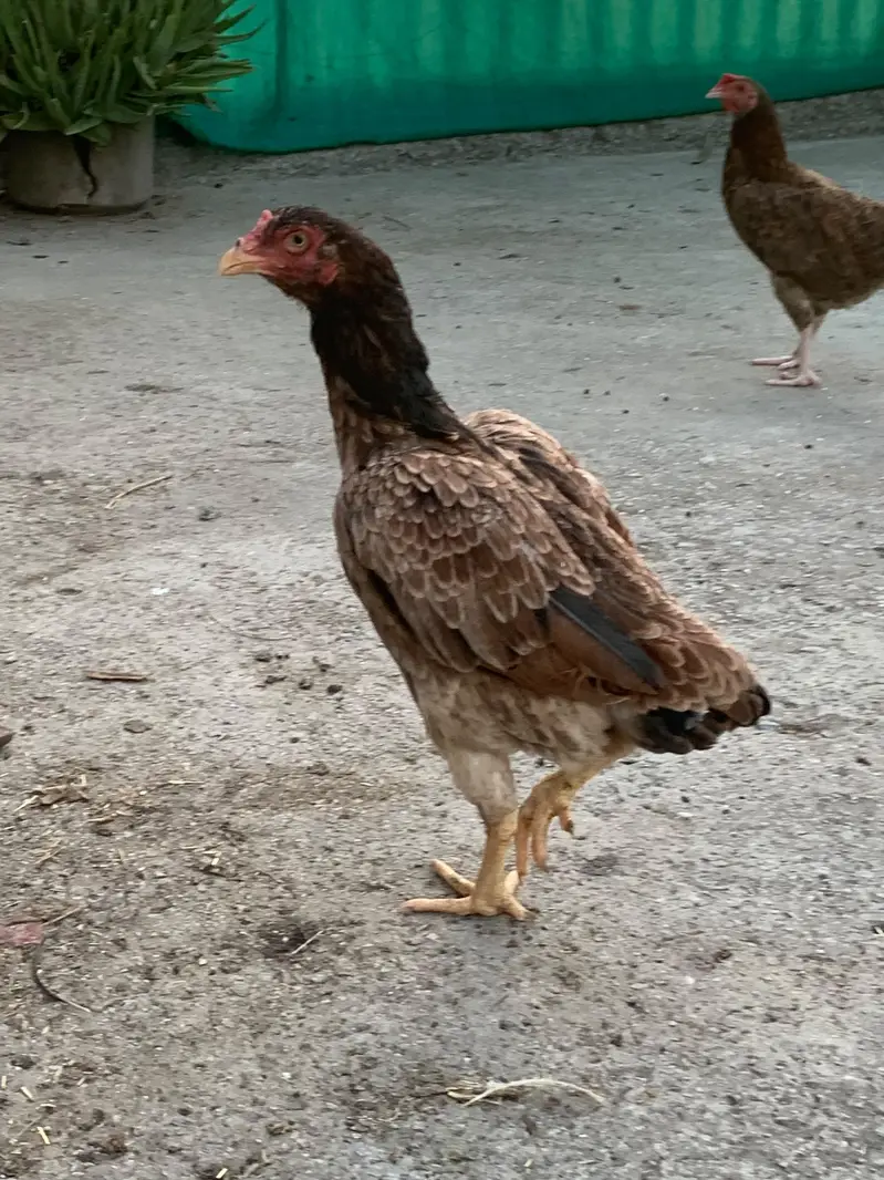 Aseel Female — photo 6