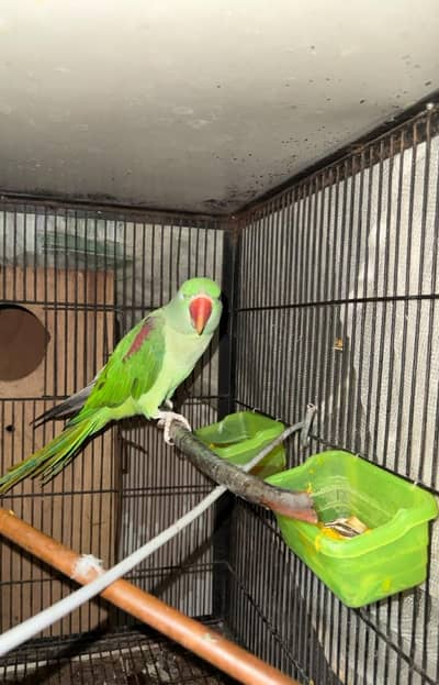 Kashmiri Raw pair Breeding pair