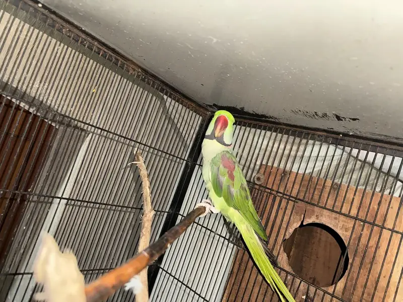 Kashmiri Raw pair Breeding pair — photo 2