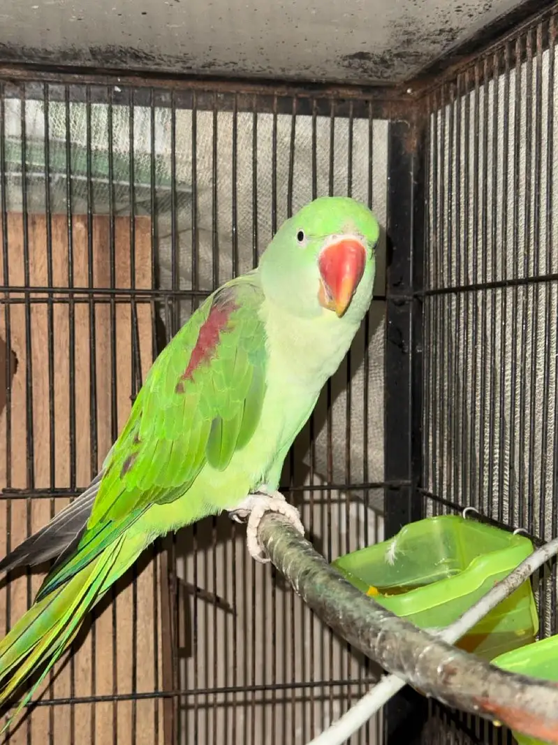 Kashmiri Raw pair Breeding pair — photo 3