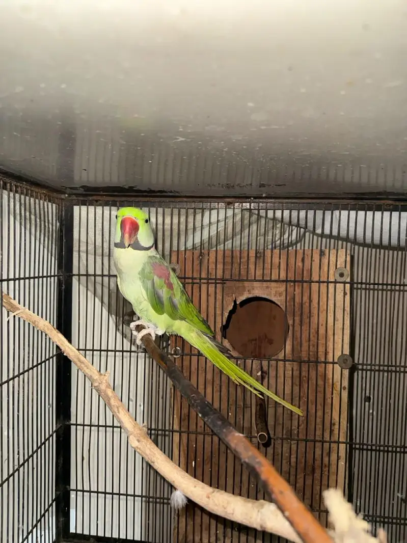 Kashmiri Raw pair Breeding pair — photo 4
