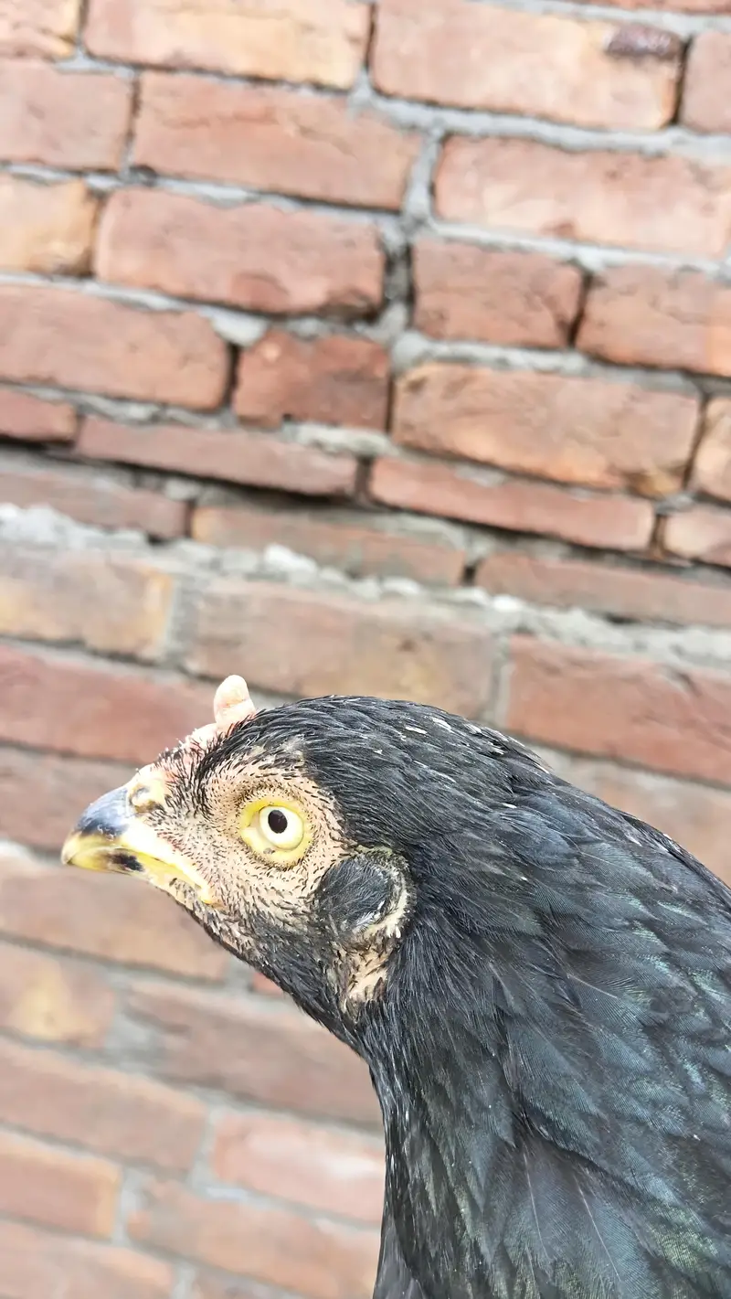 pure quality hen and chicks — photo 3