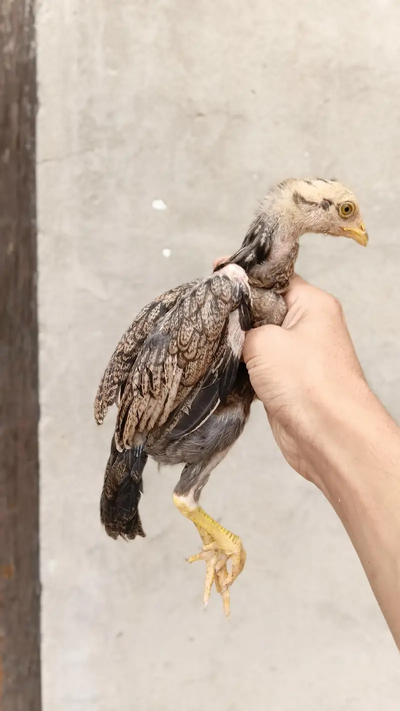 pure quality hen and chicks — photo 7