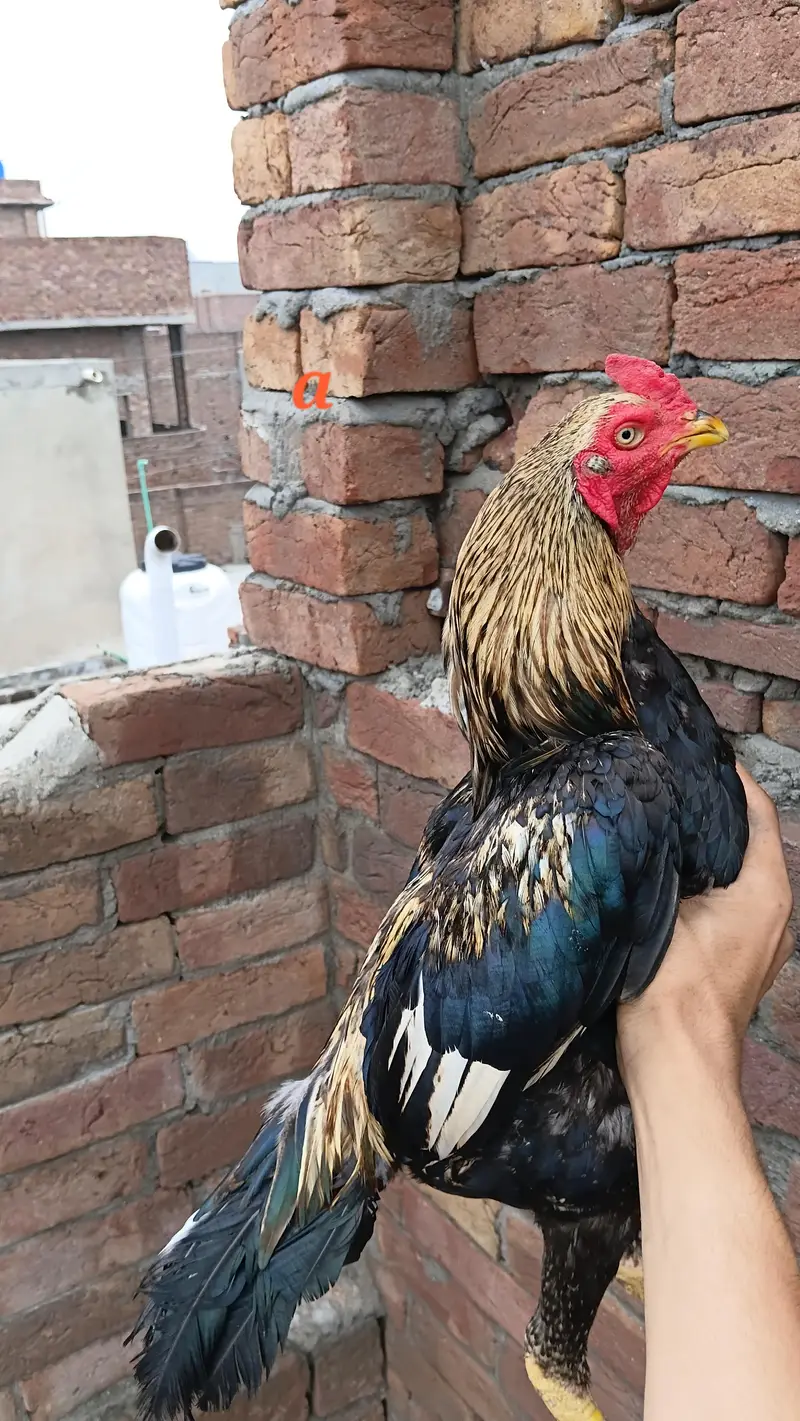 pure quality hen and chicks — photo 8