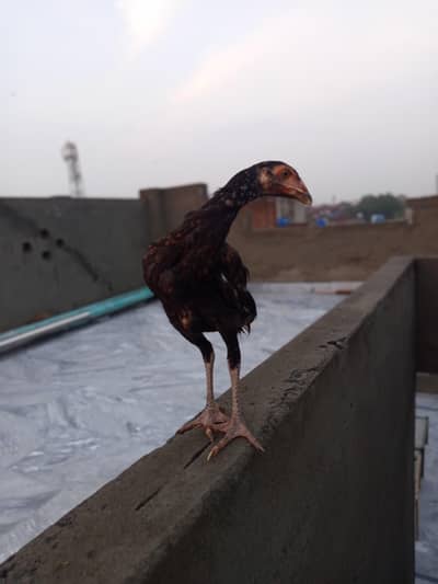 aseel chick