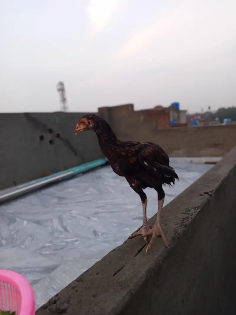 aseel chick — photo 2