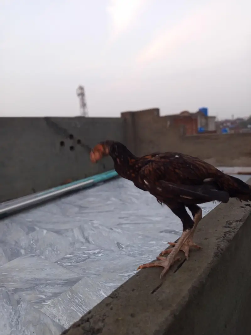 aseel chick — photo 3