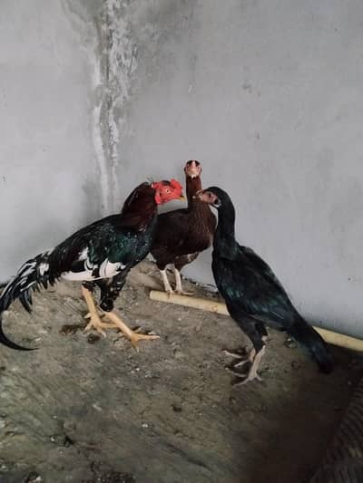 Aseel pair