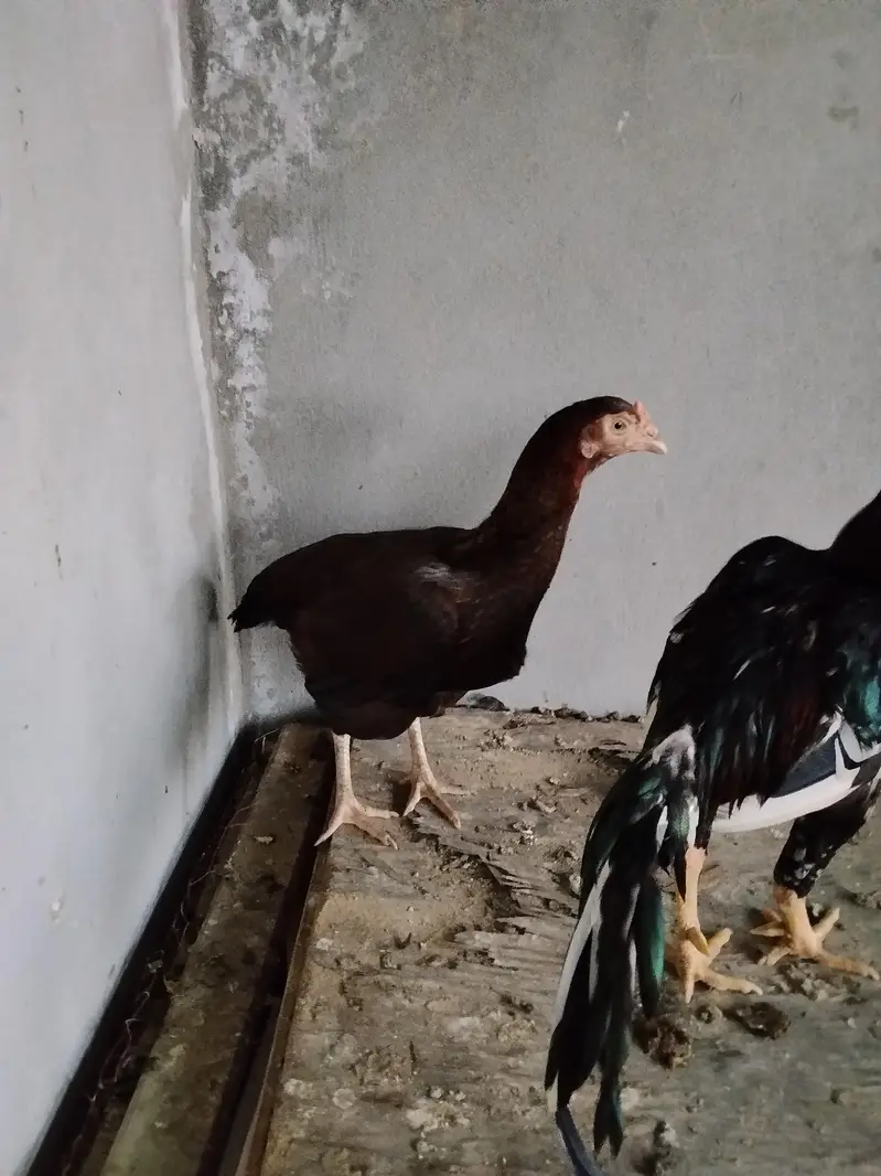 Aseel pair — photo 2