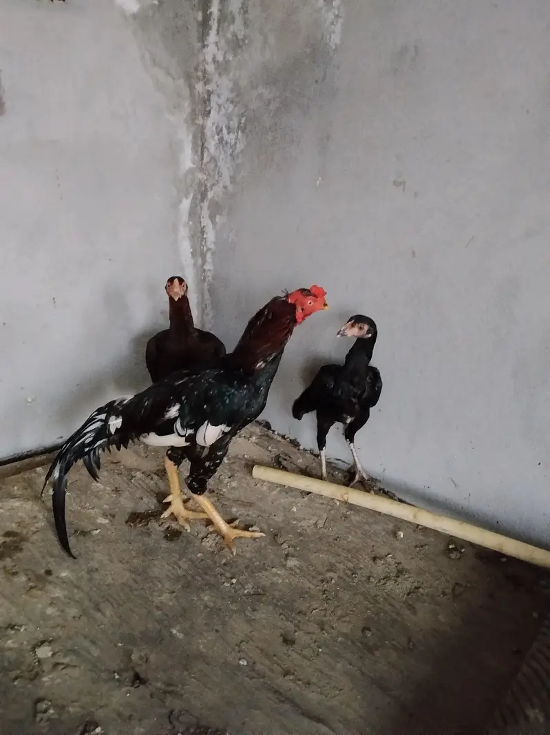 Aseel pair — photo 3