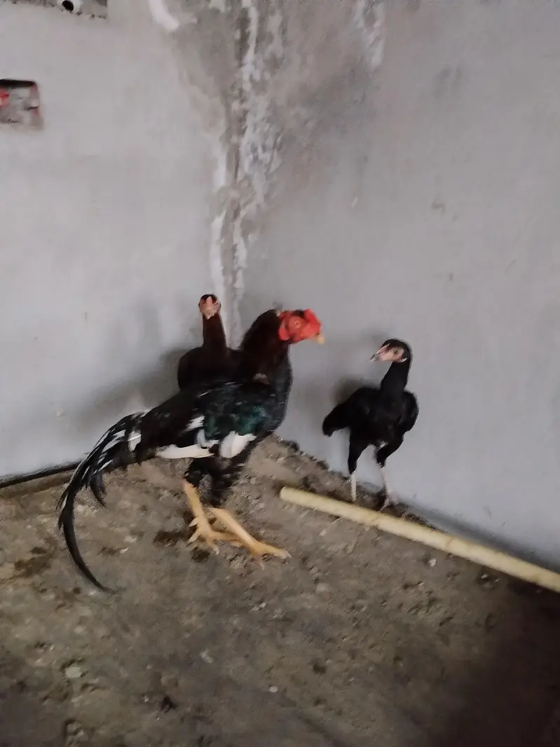 Aseel pair — photo 4