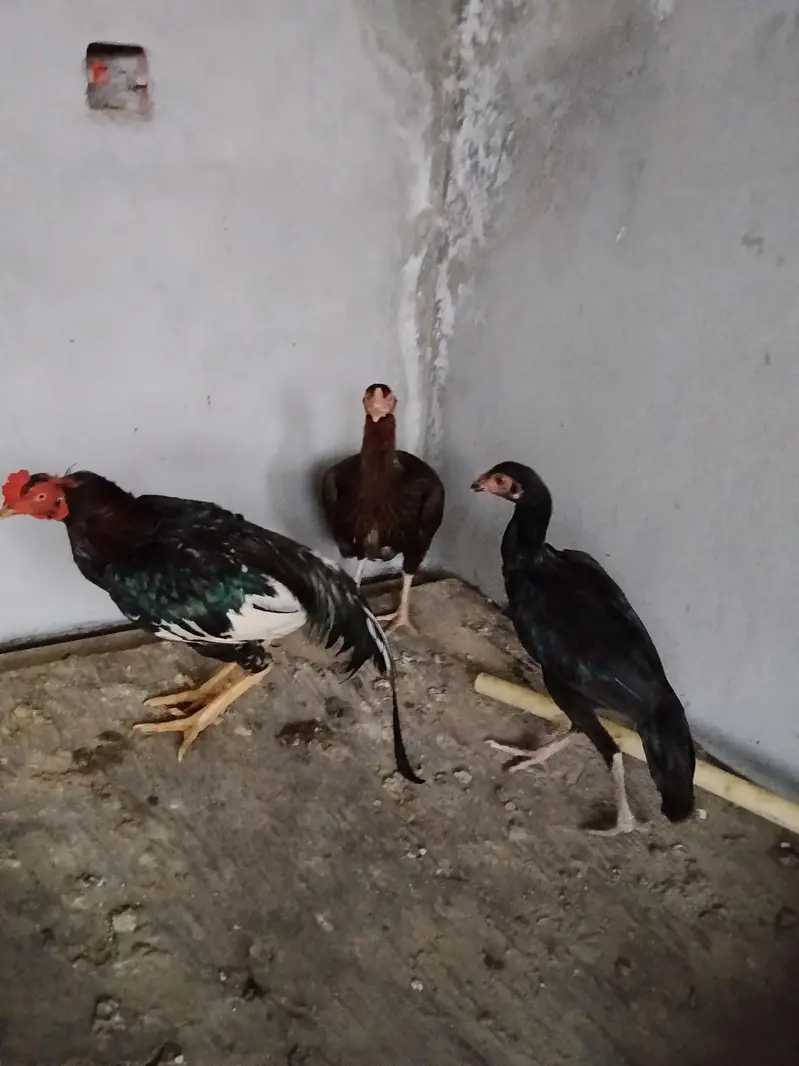 Aseel pair — photo 5