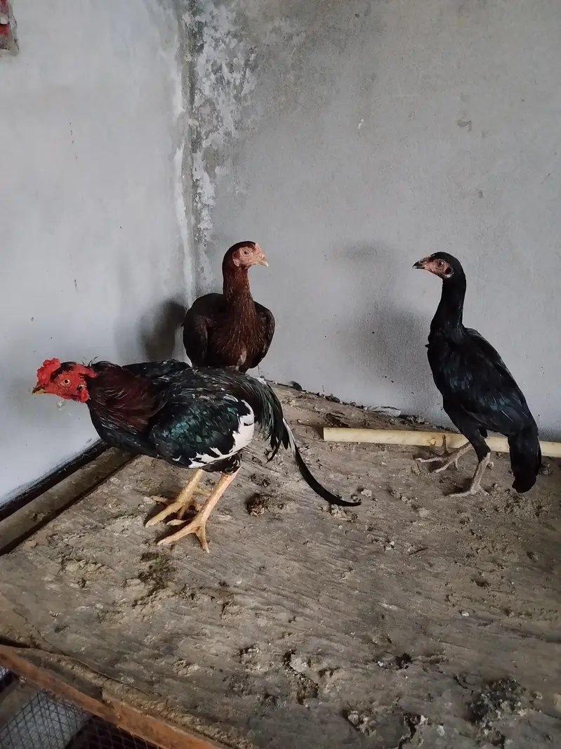 Aseel pair — photo 6