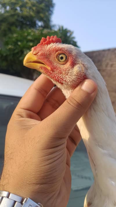 Indian Parrot Beak ASEEL