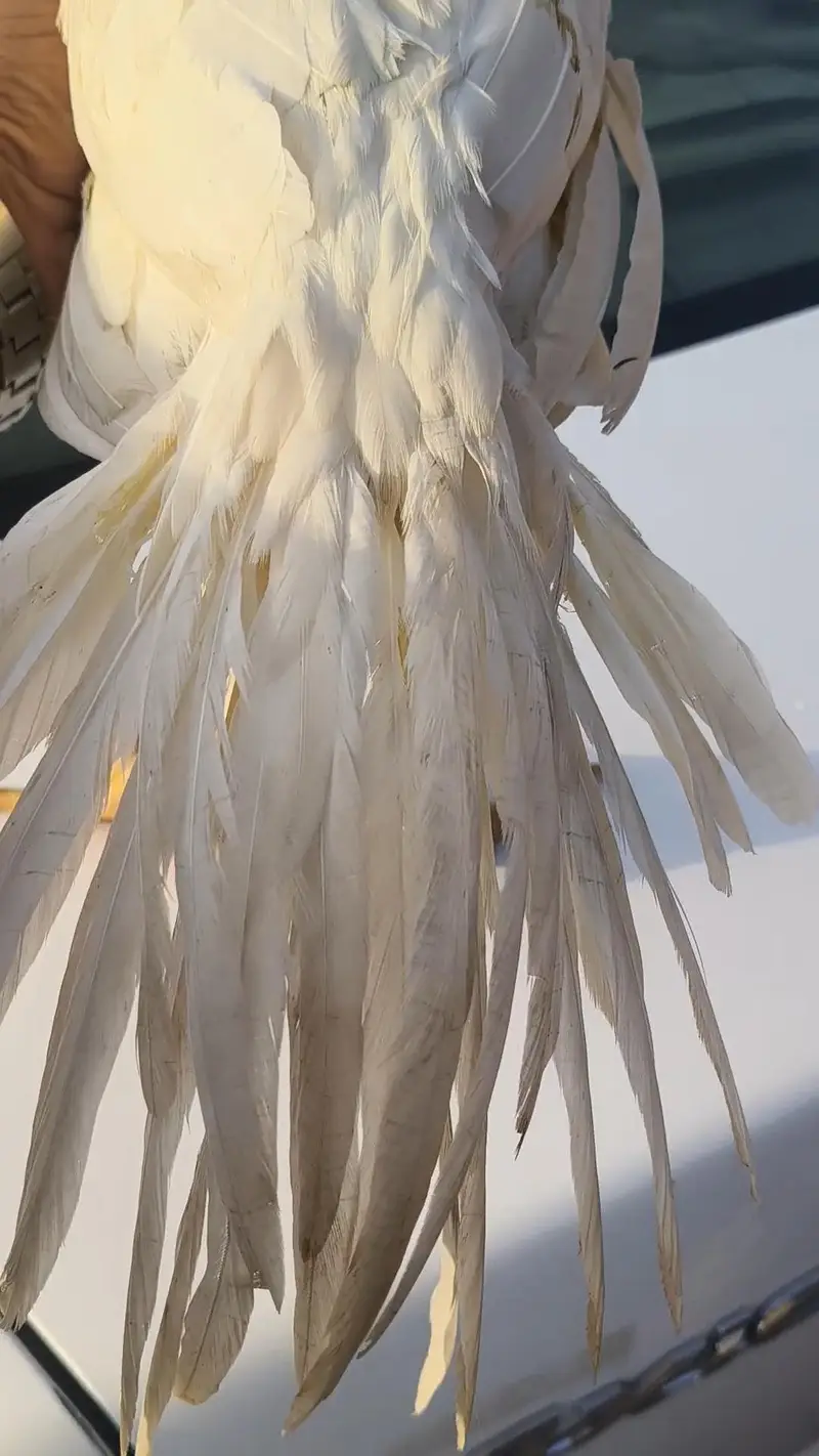 Indian Parrot Beak ASEEL — photo 3