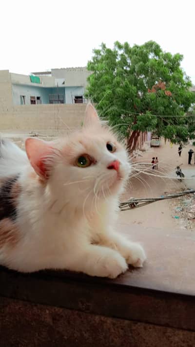 female cat available for sale