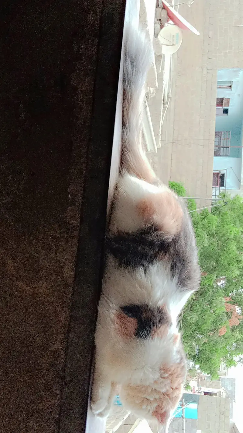 female cat available for sale — photo 2