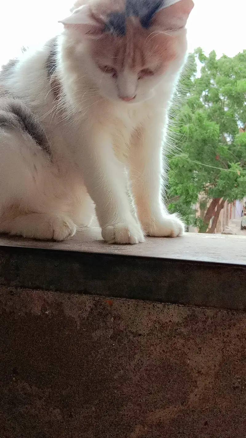 female cat available for sale — photo 3