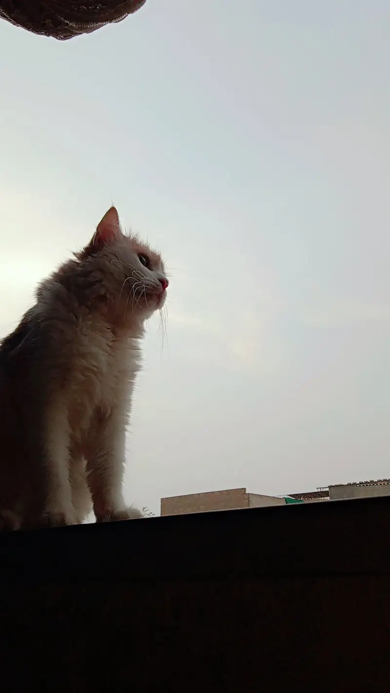 female cat available for sale — photo 4