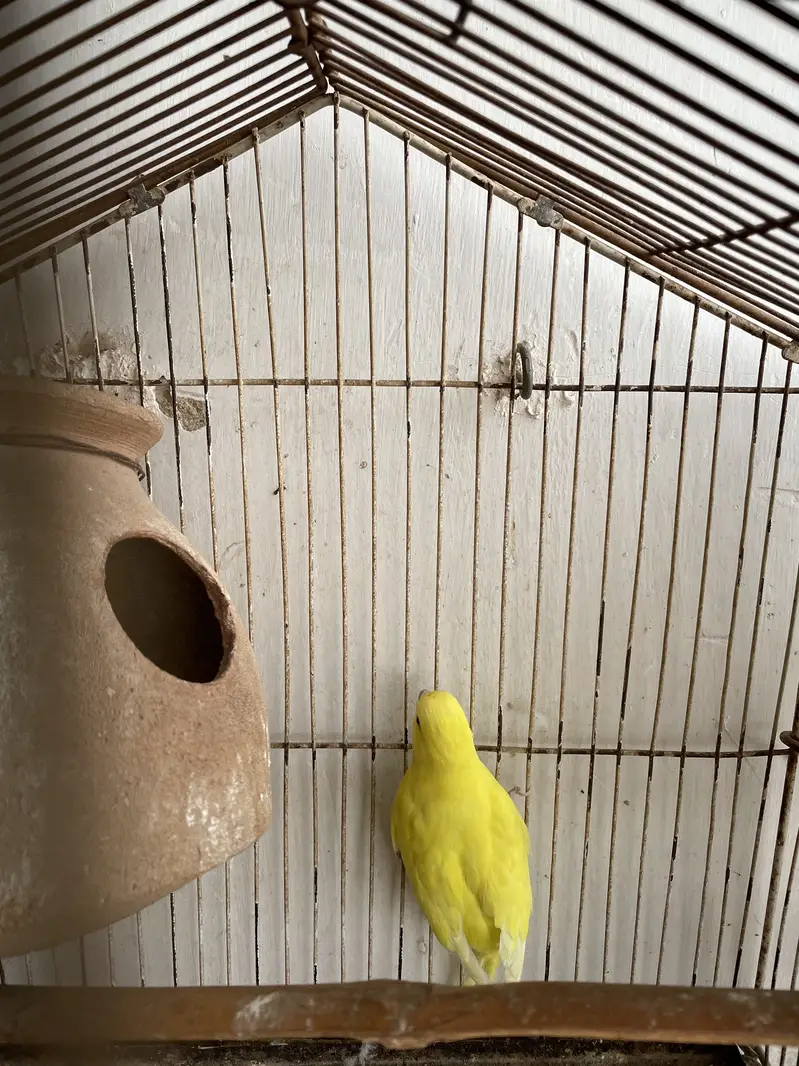 Parrots & Cage — photo 5