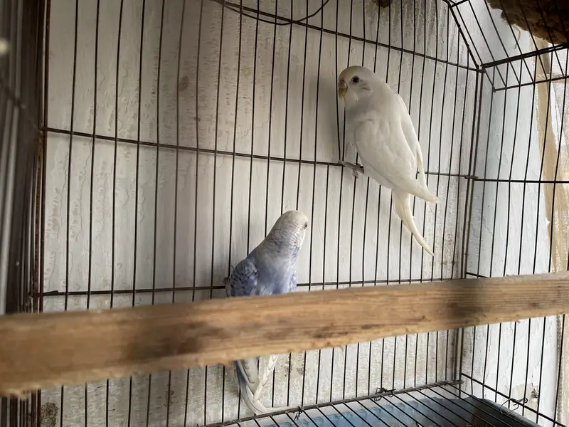Parrots & Cage — photo 6