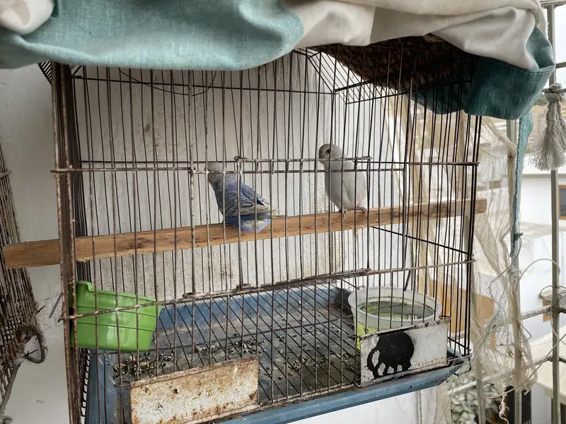 Parrots & Cage — photo 7
