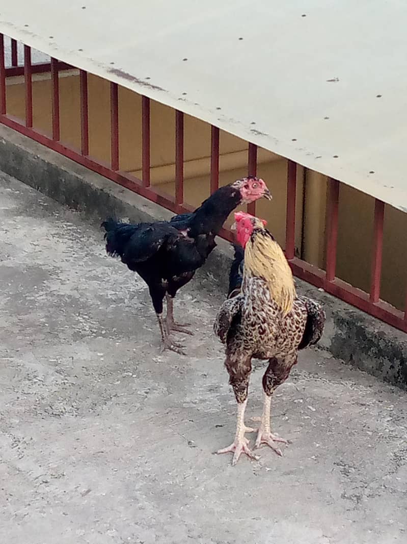 Aseel Pair 2