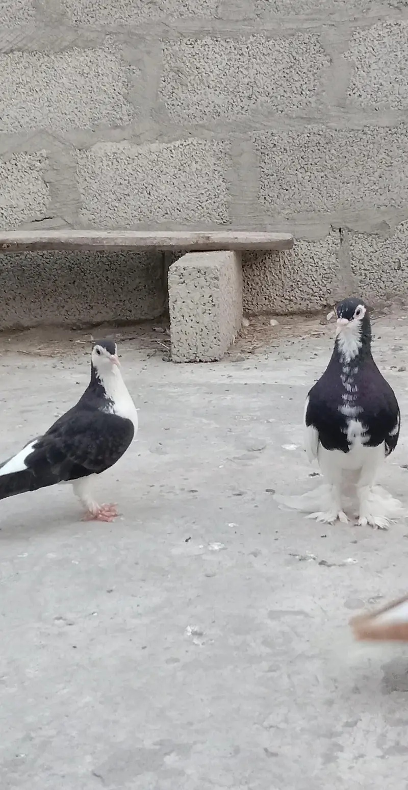Sherazi pairs — photo 5