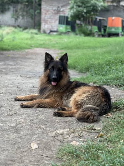 GERMAN SHEPHERD PEDIGREE MALE FAMILY TAME