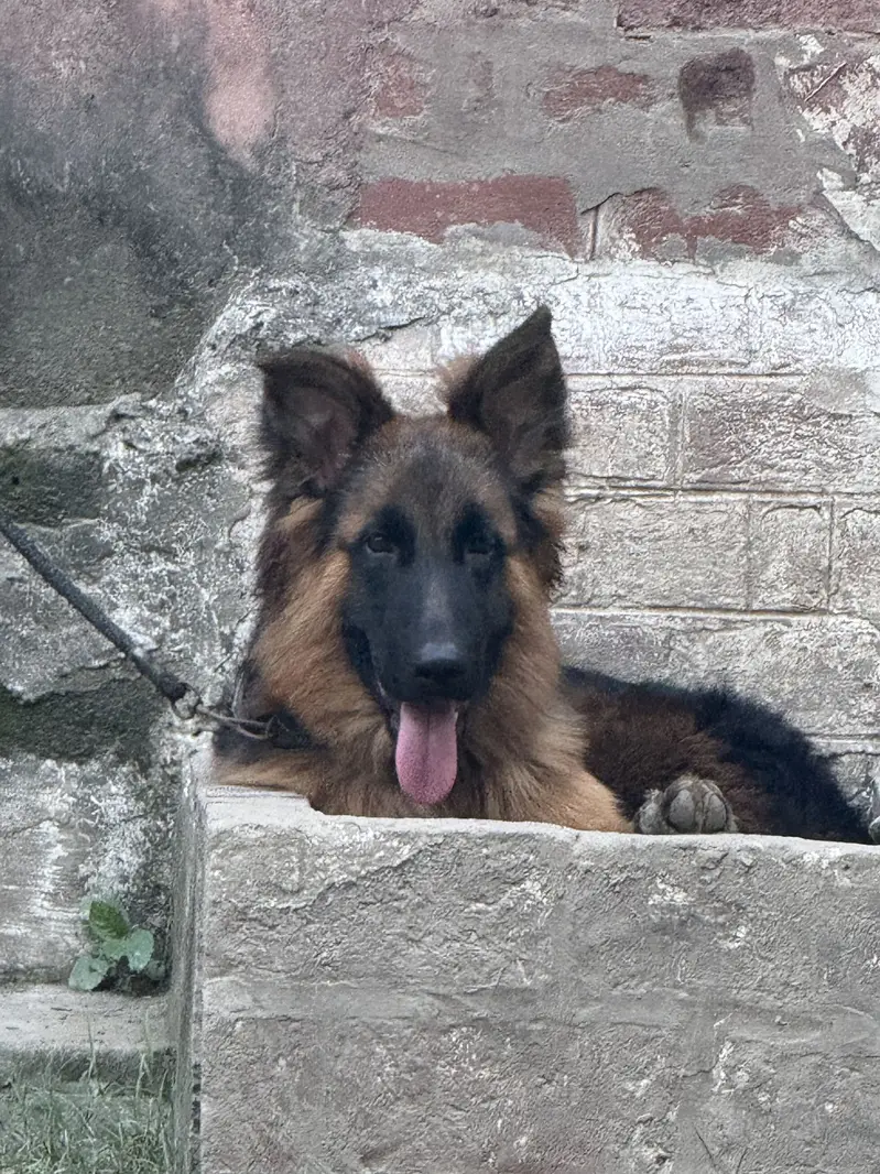 GERMAN SHEPHERD PEDIGREE MALE FAMILY TAME — photo 2