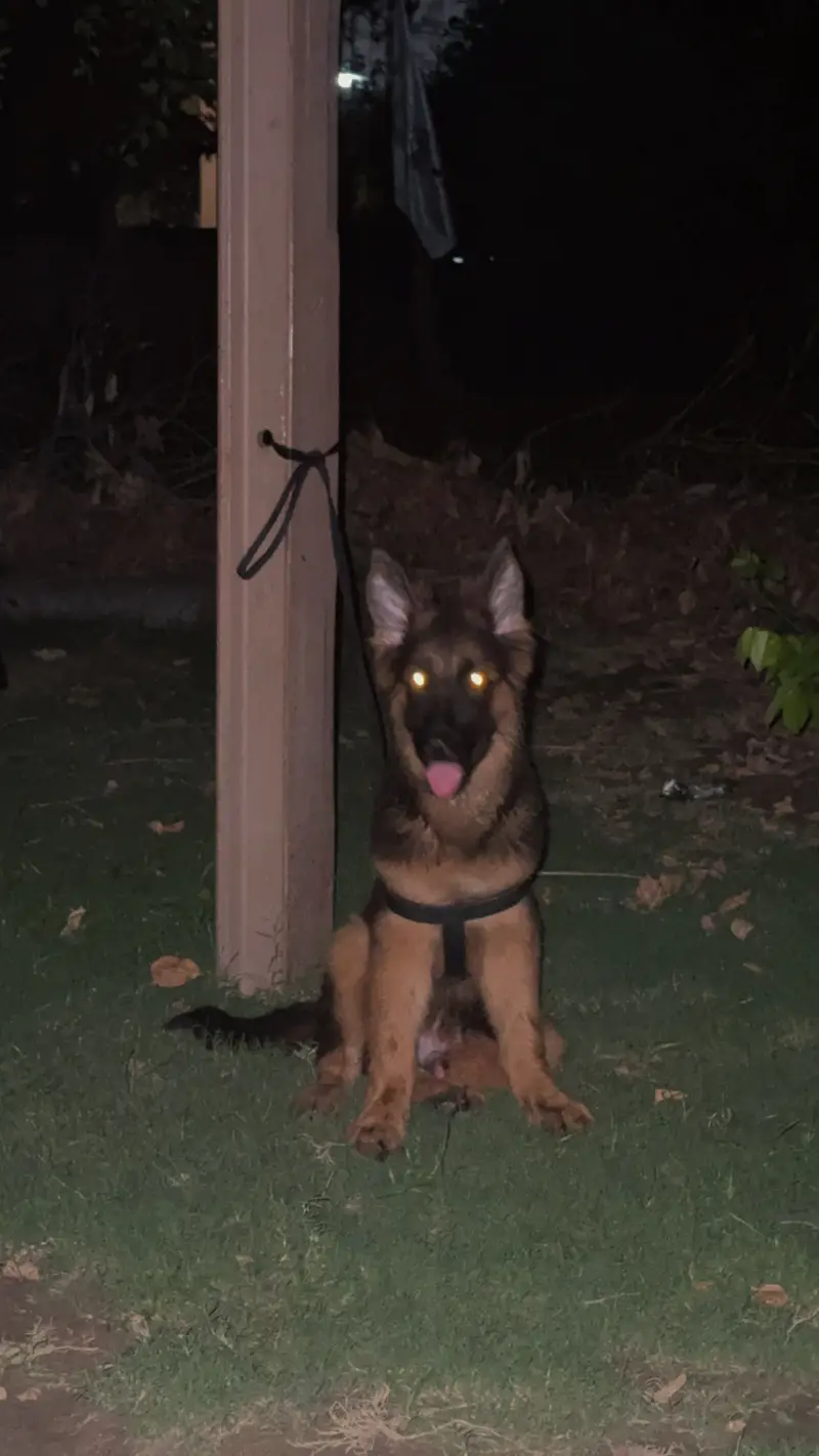 GERMAN SHEPHERD PEDIGREE MALE FAMILY TAME — photo 3