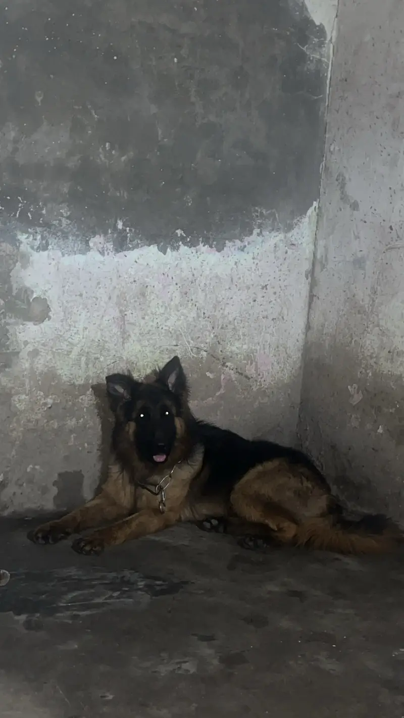 GERMAN SHEPHERD PEDIGREE MALE FAMILY TAME — photo 4