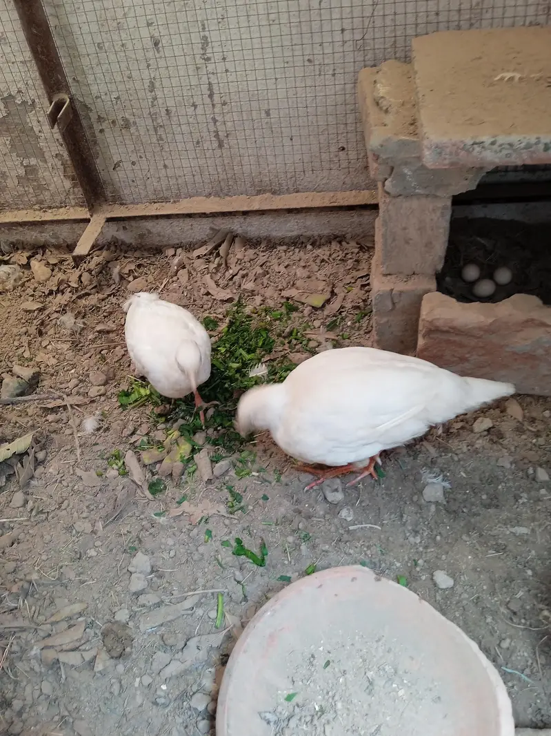 White, boska and Irani Teeter — photo 5
