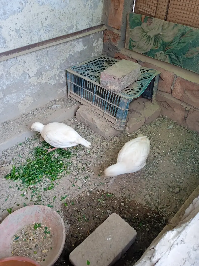 White, boska and Irani Teeter — photo 7