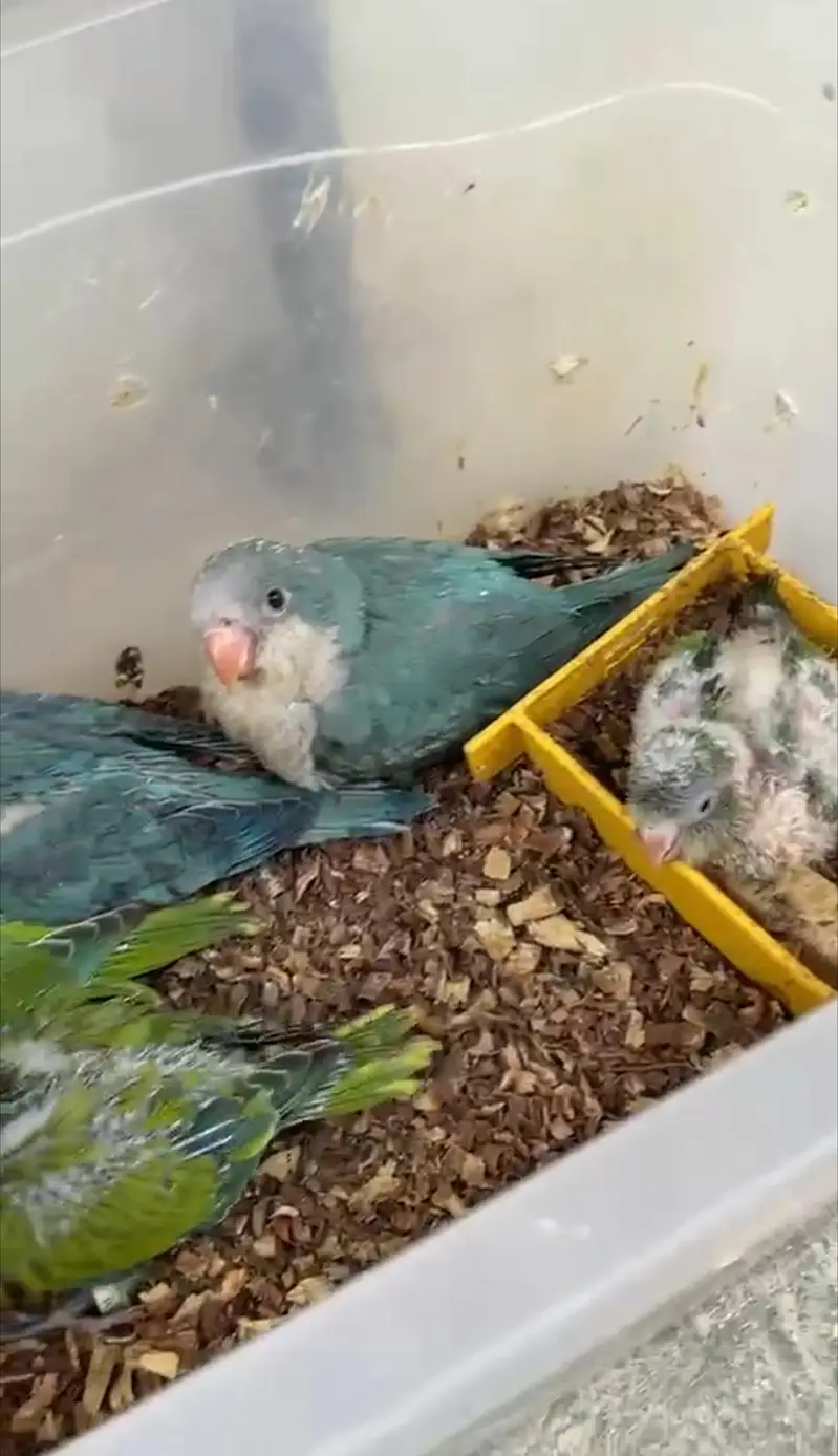 Hand tamed 0-Bite | Monks, Ringnecks, Sun Conures, Kashmiri Pahari Etc — photo 2