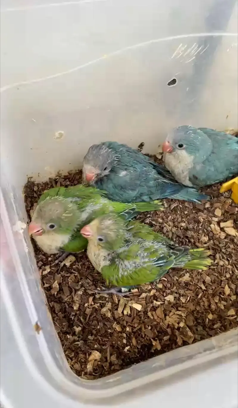 Hand tamed 0-Bite | Monks, Ringnecks, Sun Conures, Kashmiri Pahari Etc — photo 3