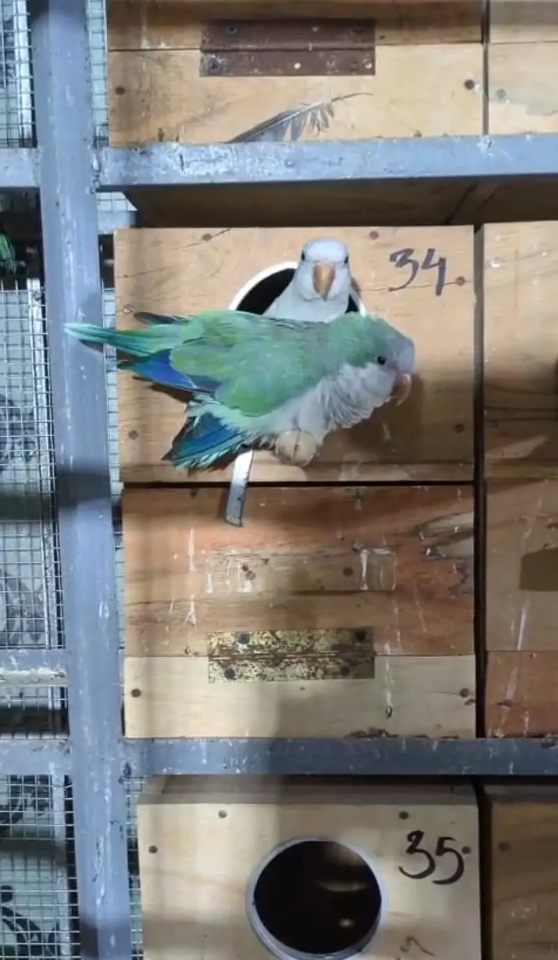 Hand tamed 0-Bite | Monks, Ringnecks, Sun Conures, Kashmiri Pahari Etc — photo 6