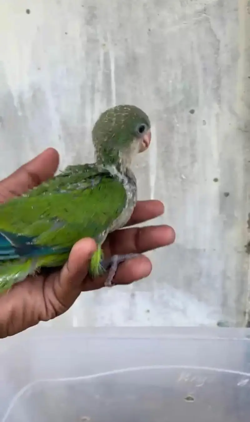 Hand tamed 0-Bite | Monks, Ringnecks, Sun Conures, Kashmiri Pahari Etc — photo 7