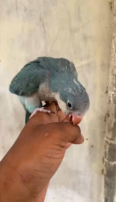 Hand tamed 0-Bite | Monks, Ringnecks, Sun Conures, Kashmiri Pahari Etc