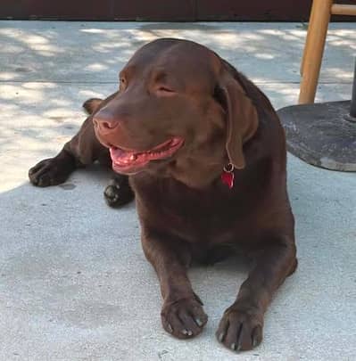British Labrador Male  and female available For Sale