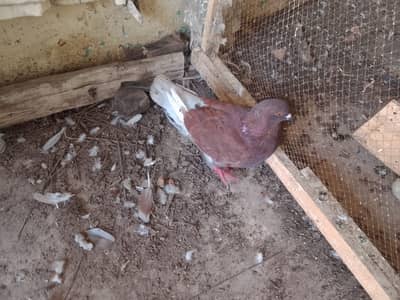 King pigeon healthy
