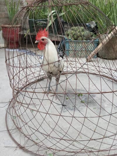 misri patha for sale