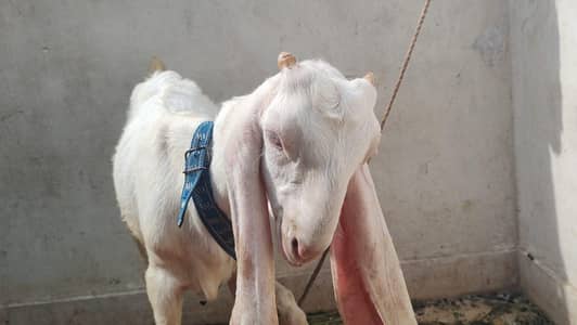 gulabi Bakra
