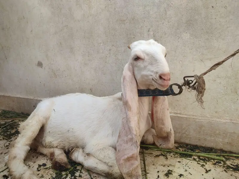 gulabi Bakra — photo 2