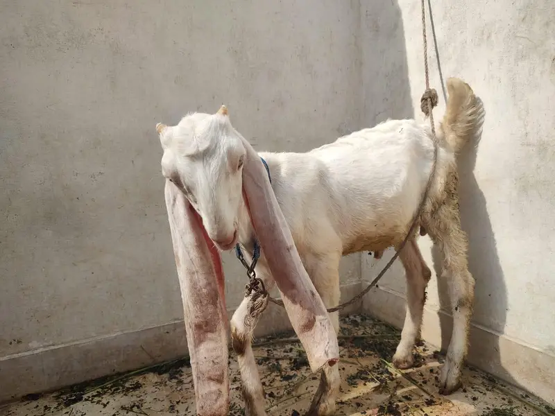 gulabi Bakra — photo 3