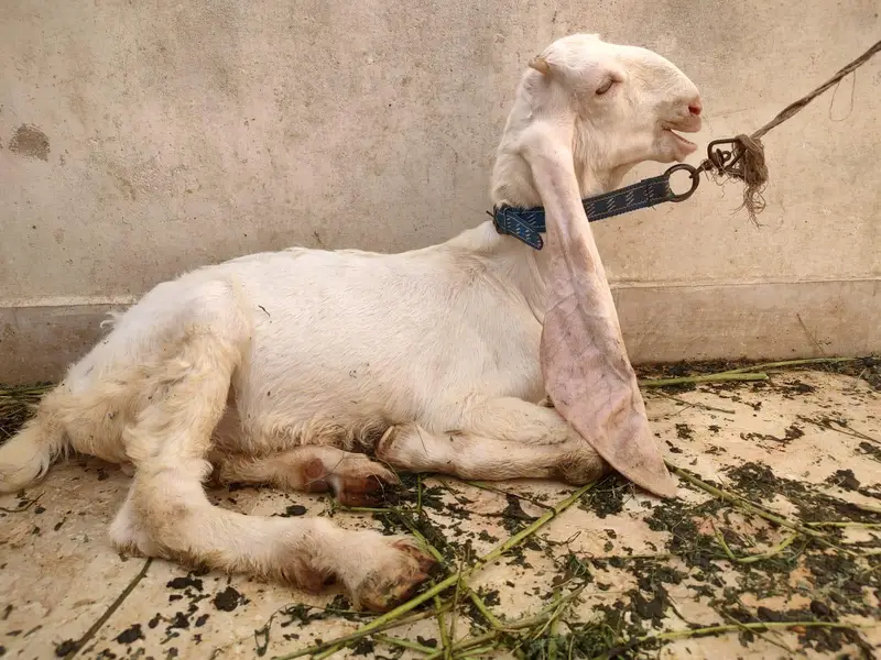 gulabi Bakra — photo 4