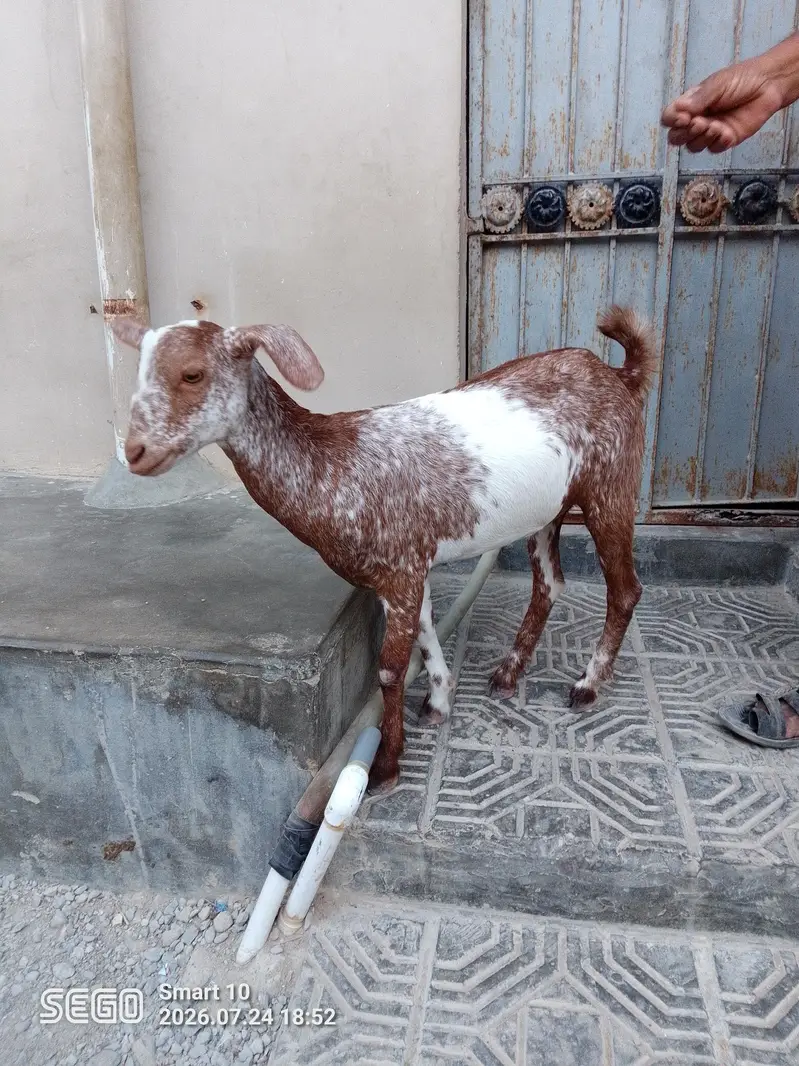 teddy bakri — photo 3