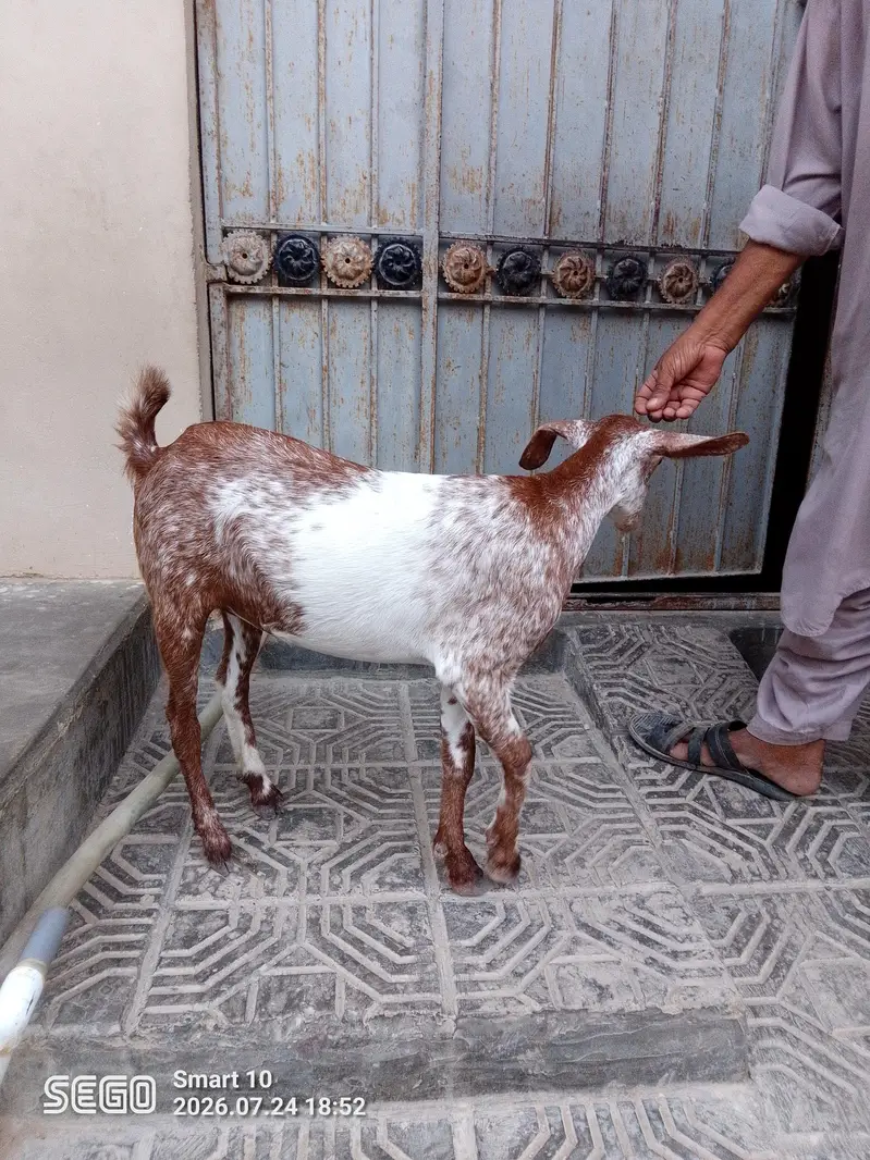 teddy bakri — photo 4