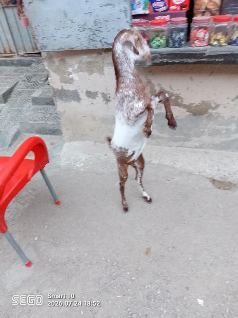 teddy bakri — photo 5